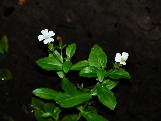 {Gratiola floridana}